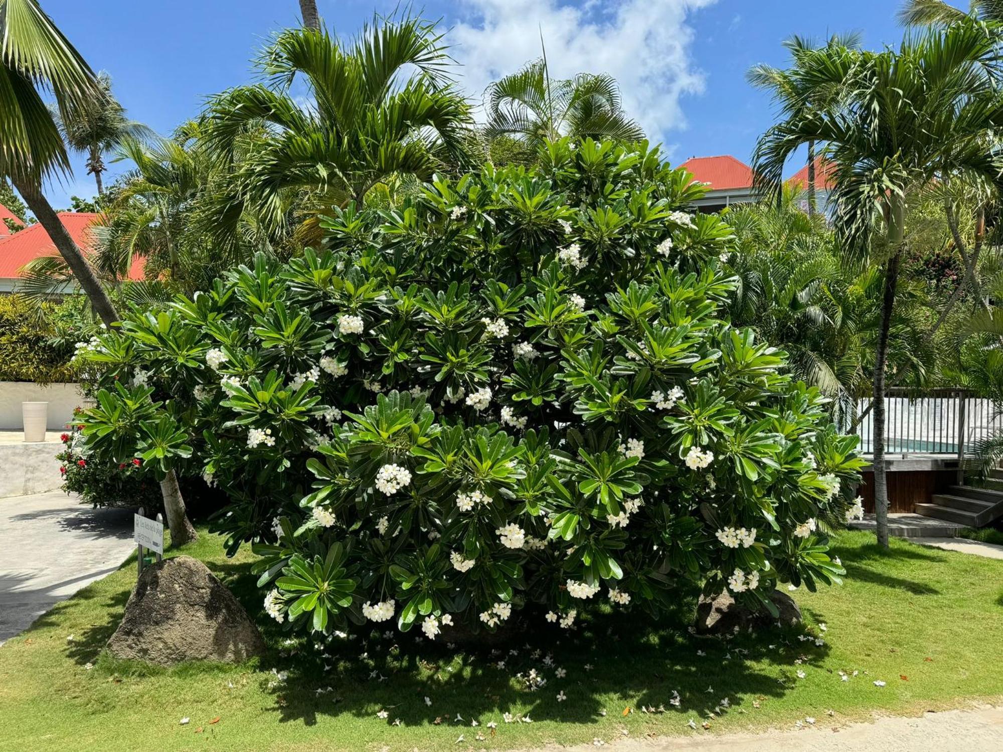 Les Ilets De La Plage Gustavia Exterior foto
